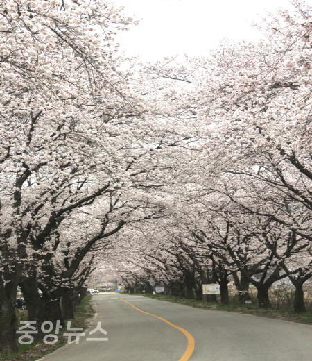 벚꽃터널(사진=엑스포제공)