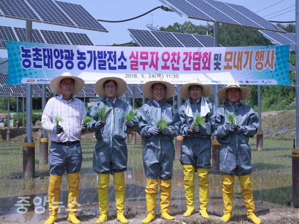 농가참여형 태양광발전소 두번째 모내기(사진=한수원 제공)