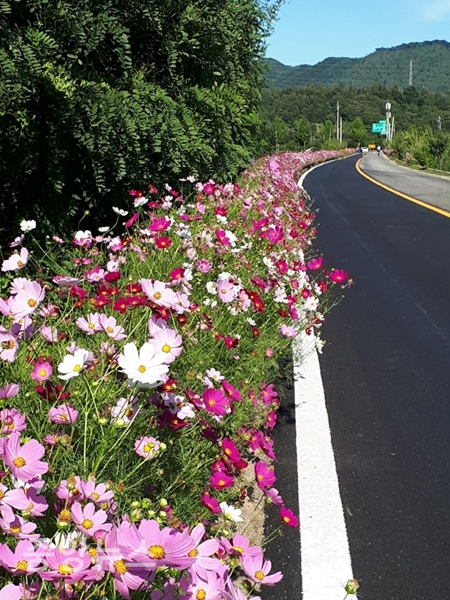 정읍의 30번 국도 위로 코스모스 군락지가 가을 정취를  한껏  그려내고 있다 (사진=신현지 기자)