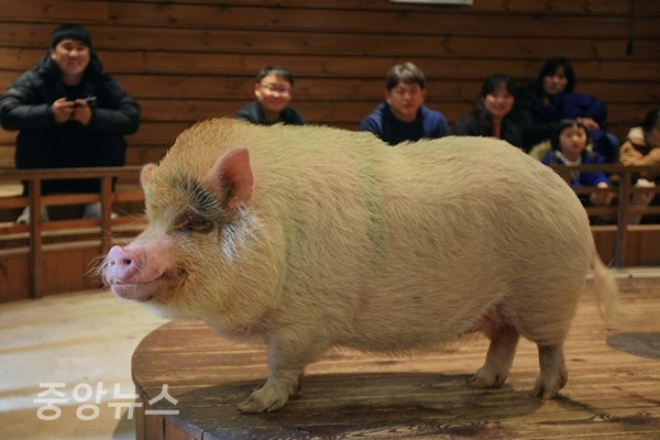 경기 이천의 돼지박물관 '돼지보러오면돼지'에서 공연 중 잠시 포즈를 취하고 있다. (사진=한국관광공사 제공)