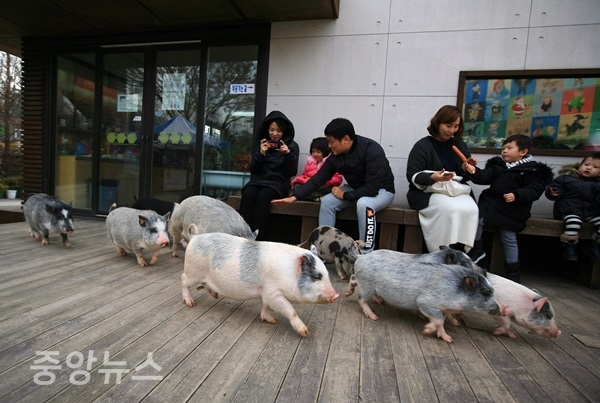 경기 이천의 '돼지보러오면돼지'에서 먹이통 두드리는 소리에 축사에서부터 달려나온 돼지들 (사진=한국관광공사 제공)