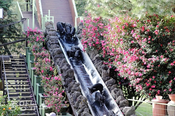 제주 휴애리자연생활공원에서 미끄럼틀 타고 내려오는 아기돼지 (사진=한국관광공사 제공)