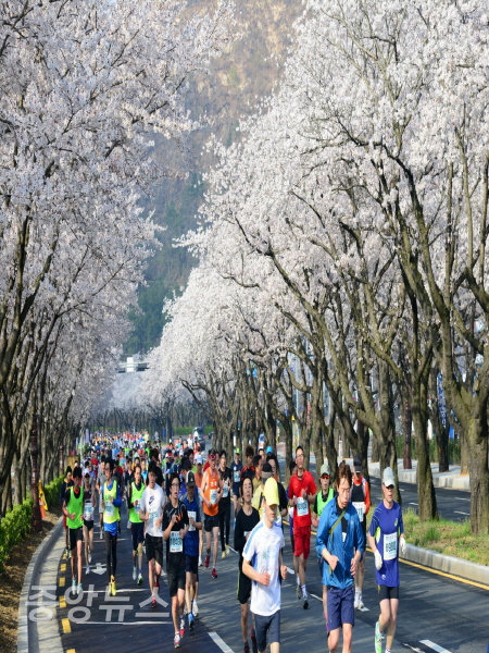 ‘경주벚꽃마라톤대회’ 지난해 자료(사진=경주시 제공)