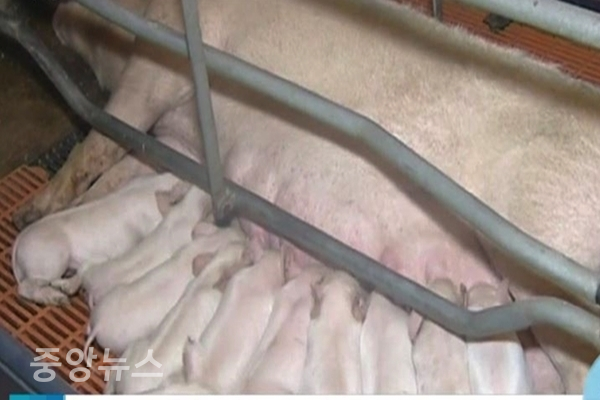 폐사율 최대 100% 돼지열병이 “北의 자강도까지 번져  방역당국이 비상체제에 돌입했다 (사진=SBS캡처)