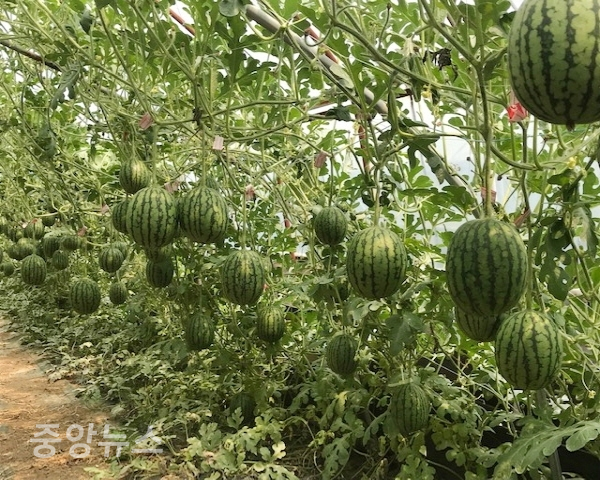 애플수박 재배농장 (사진=포항시 제공)
