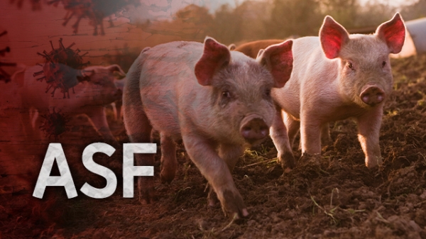 돼지 전염병인 아프리카돼지열병(ASF)이 오늘 국내에서 처음으로 발생했다.