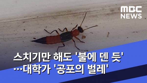 ‘화상벌레’로 불리는 벌레가 대학 기숙사에 잇따라 출몰하고 있어 학생들의 피해가 우려된다.