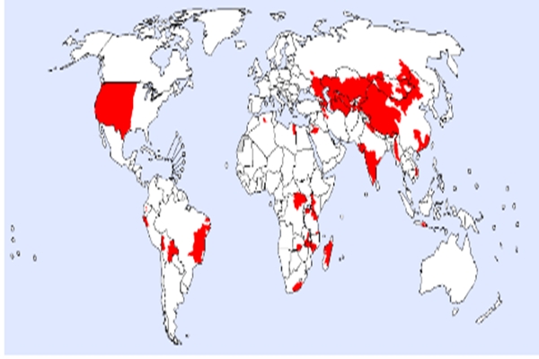 전 세계 페스트 발생위험지역 분포(2016년 3월 기준, WHO) (사진=질병관리본부 제공)