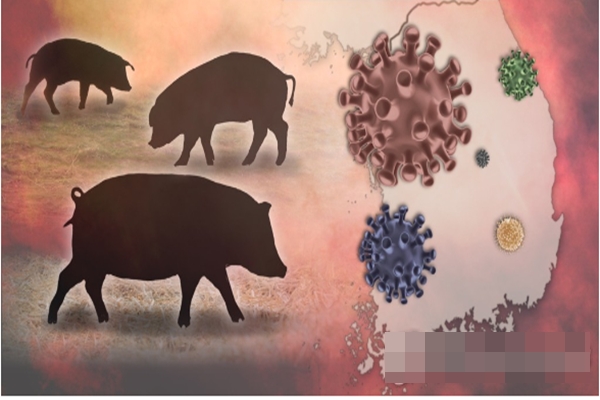 야생 멧돼지에서 ASF 바이러스가 검출된 사례가 총 26건으로 늘었다 (사진=연합뉴스 제공)
