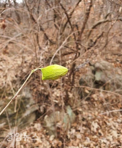 산에는 벌써 초록의 생명이 봄을 알리고 있다.(사진=윤장섭 기자)