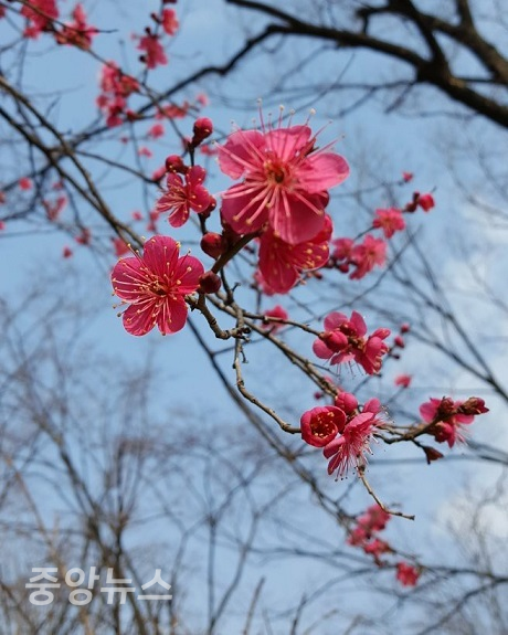 맑은 향기와 은은한 빛깔을 갖고 있는 홍매화가 곳곳에서 봄을 알리며 꽃망울을 활짝 터트리고 있다.(사진=윤장섭 기자)