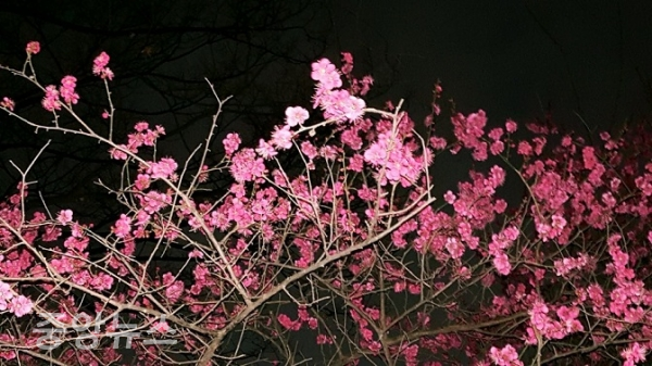 아파트 화단에 찾아온 3월의 봄...맑은 향기와 은은한 빛깔을 갖고 있는 홍매화(사진=윤장섭 기자)