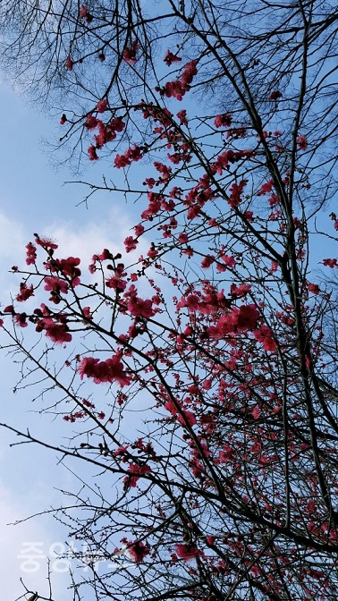 맑은 향기와 은은한 빛깔을 갖고 있는 홍매화가 곳곳에서 봄을 알리며 꽃망울을 활짝 터트리고 있다.(사진=윤장섭 기자)