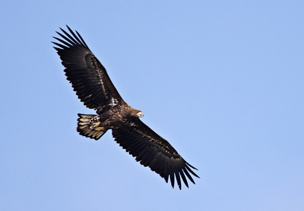 하늘높이 떠있는 흰꼬리수리 맹금류로 사냥하기 위하여 선회 비행중 (사진=정기영 기자)