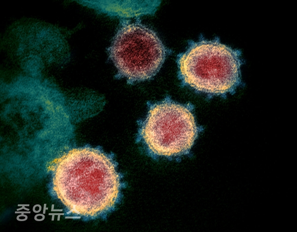 중국에서 사람에게 감염될 수 있는 신종인플루엔자(H1N1) 계통의 돼지독감 바이러스가 또 새롭게 발견됐다는 연구 결과가 나왔다.(사진=SBS 취재파일 캡처. 사진은 본문 내용과 관련이 없습니다.)