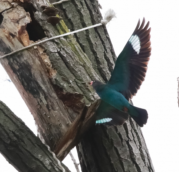쉼 없시 먹이를 나르고있는 파랑새 (사진=정기영 기자)