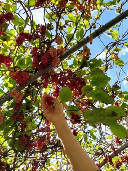 오미자 나무에서 열리는 열매로 지름 약 1cm의 짙은 붉은 빛깔의 과일이다.(사진=독자제공)