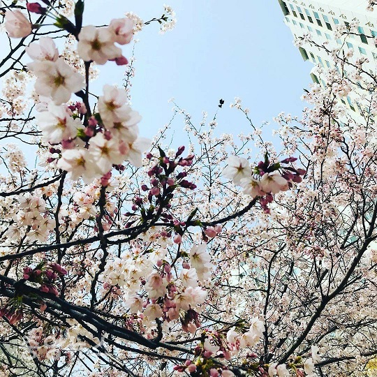 "여의도 봄꽃축제"를 새로운 개념의 축제로 선보인다고 영등포구가 밝혔다.(사진=윤장섭 기자)