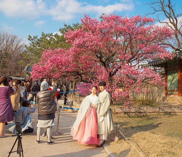 결혼2년차 부부 홍매화 만개한 창덕궁으로 봄나들이 쎌카기념 촬영중에 한컷 담아보았다(사진=정기영 기자)