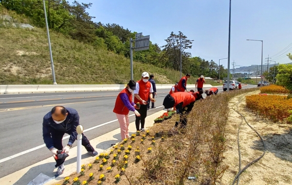 감포읍에서 주민자치위원회 위원들과 함께 달방고개 소공원에 꽃을 식재하는 모습