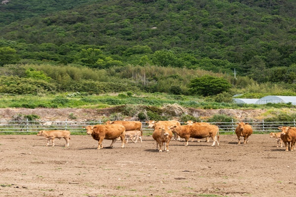 국내 첫 동물복지축산 한우농장으로 인증받은 만희농장 (사진=현대백화점)