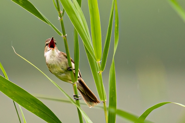 연못주변 갈대숲에 앉아 여행객에 노래를 선물하고 있는 개개비 (사진=정기영 기자)
