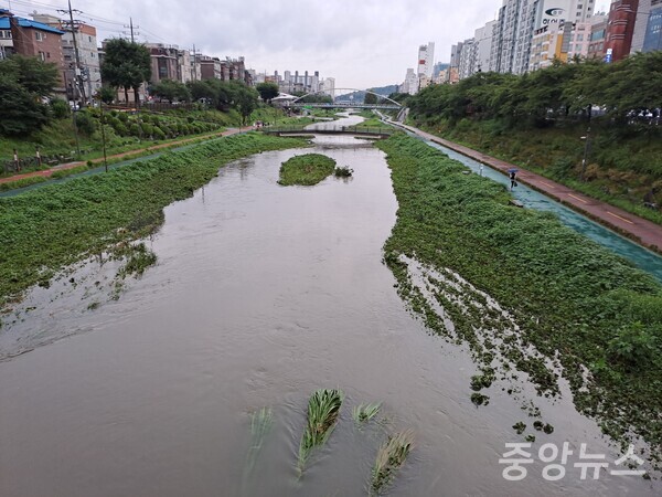 사진은 14일 서울 불광천 물이 장맛비로 넘쳐나고 있는 모습. 하천 산책로는 통제가 되고있다.(자료=중앙뉴스)
