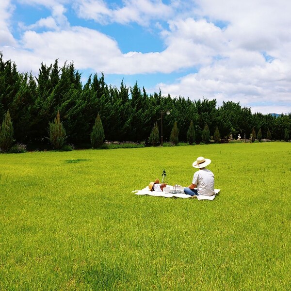 ‘천개의향나무숲’ 잔디밭 (제공=바바그라운드)