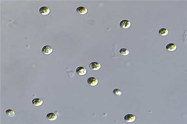 클로렐라 소로키니아나(Chlorella sorokiniana). (사진=환경부)