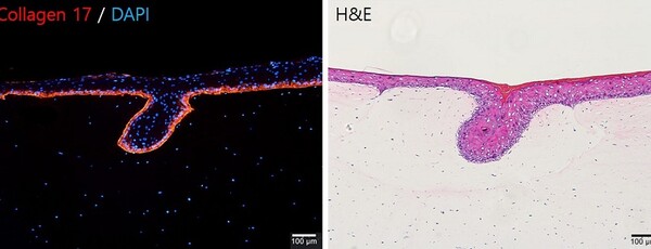 Rete Ridges Structure 티앤알바이오팹, 실제 피부 같은 굴곡형 인공피부 모델 개발…국제학술지 논문 게재