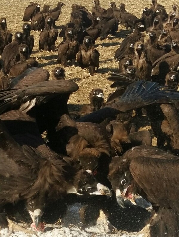 2021년 1월 연천군 신서면 대광1리서 촬영(사진: 신서면 독자 제공)