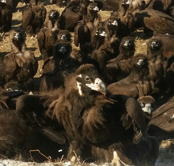 무리 지어 있는 독수리들