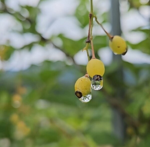 매자 나무 열매에 꿀비가 맺혔다