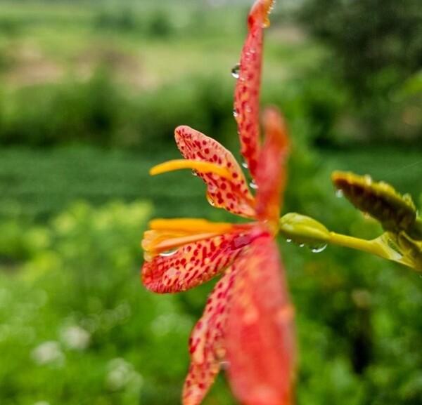 범부채에 맺힌 룰별