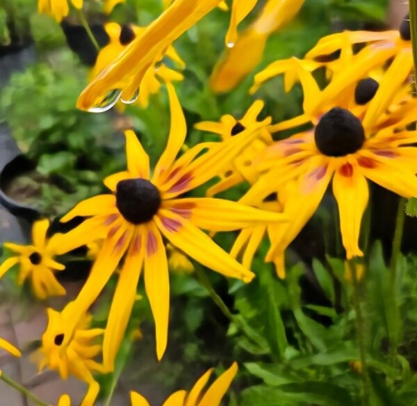 물별은 류드베키아에 대롱 대롱