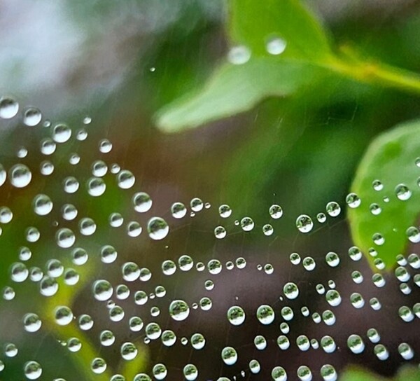 거미줄에 아롱 아롱 맺힌 물별