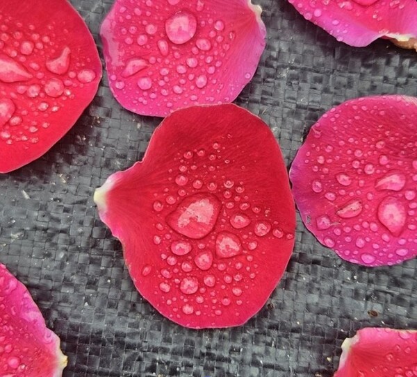 떨어진 장미꽃잎에도 물방을