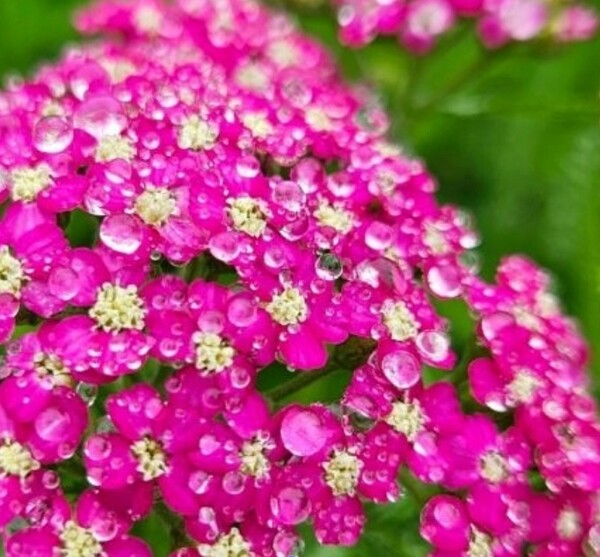 그렁 그렁 맺힌 물별