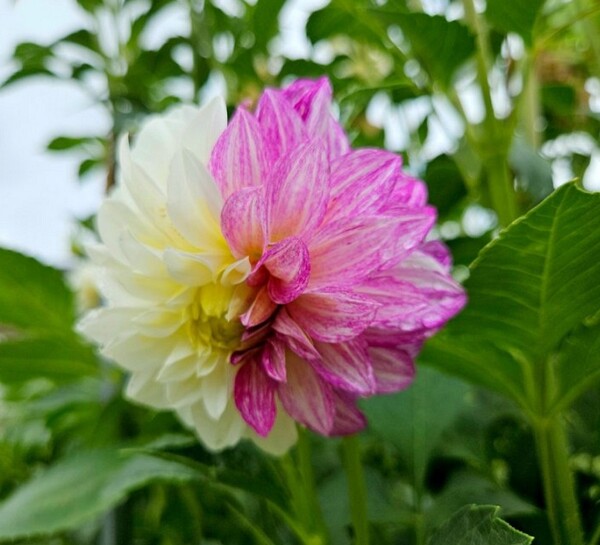 다알리아.... 아수라 백작 같은.