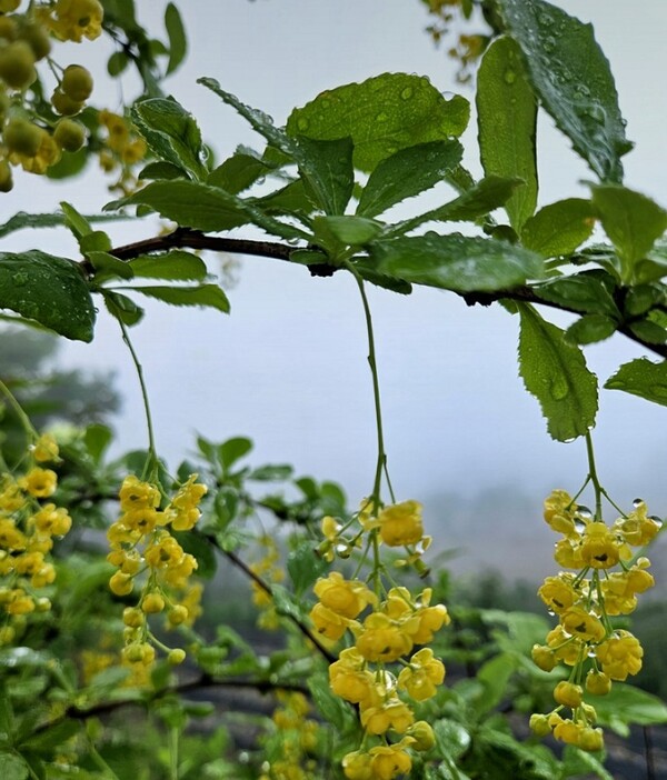 매자나무 매자꽃이 사랑스럽게 피었네요