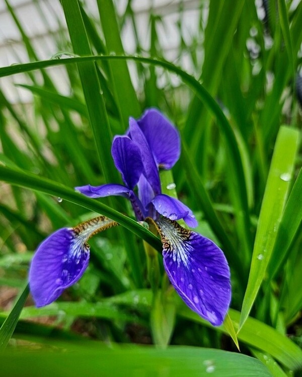 아이리스 요정이 나타났어요.