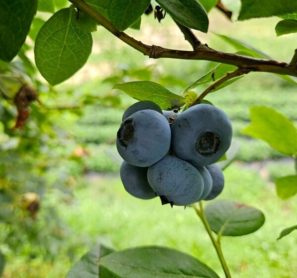 블루베리 열매가 익어가네요