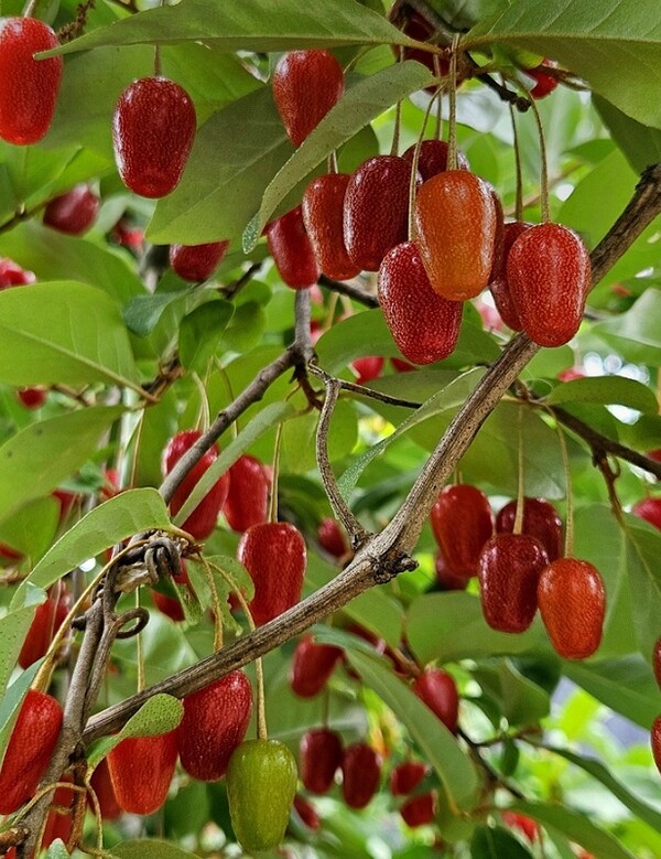 토종 보리수입니다.