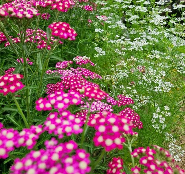 들꽃, 고수꽃 입니다.