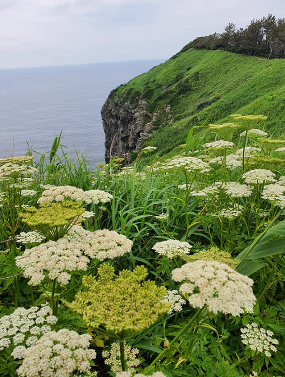 사진: 섬에서 바라본 해안가 주변에 야생화가 많이 피어 있다. 