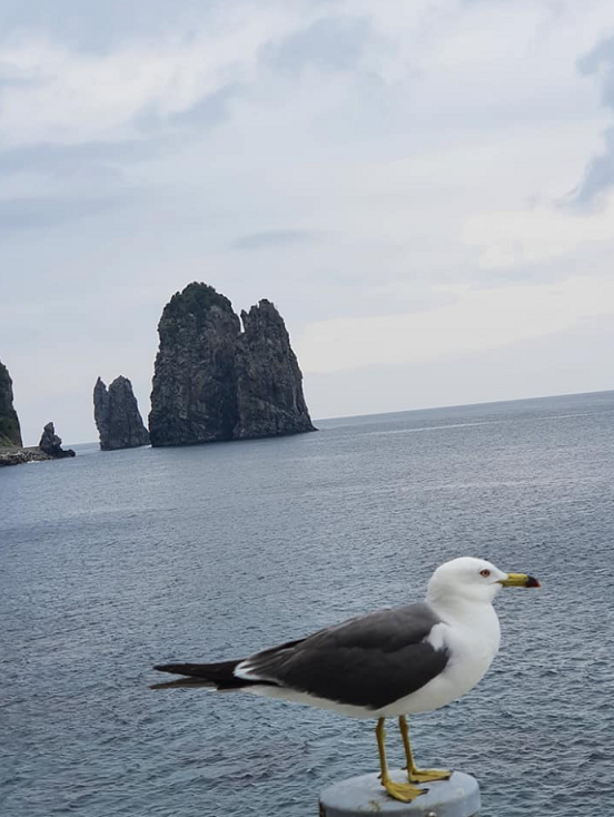 사진: 바다를 향해 멍 때리고 있는 갈매기