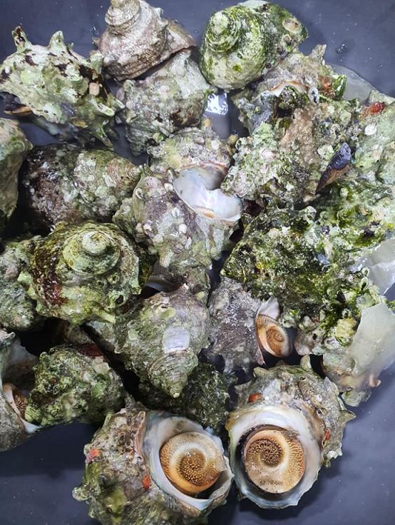 사진: 울릉도 해녀들이 바닷속에서 따 올린 소라