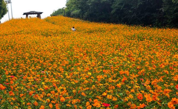 사진; 올림픽공원 들꽃마루 황화코스모스 만개 (류재림 편집위원 25.9.30일 갤럭시S24 울트라 촬영 )
