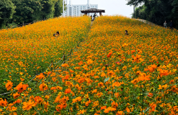 사진; 올림픽공원 들꽃마루 황화코스모스 만개 1 (류재림 편집위원 25.9.30일 갤럭시S24 울트라 촬영 )