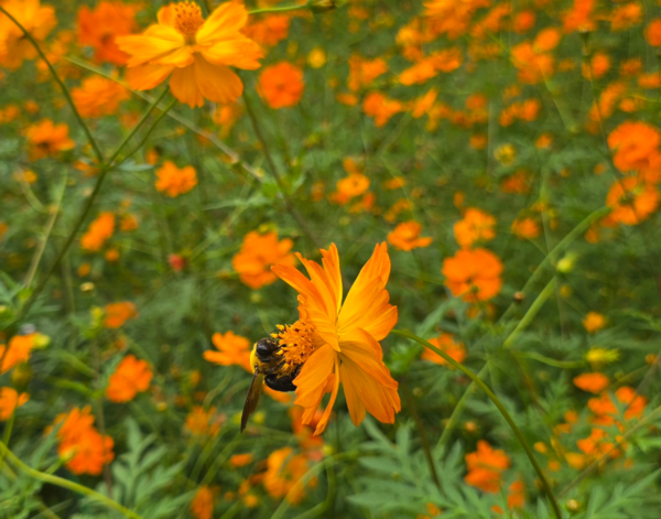 사진; 올림픽공원 들꽃마루 황화코스모스 만개된 꽃에 벌 (류재림 편집위원 25.9.30일 갤럭시S24 울트라 촬영 )